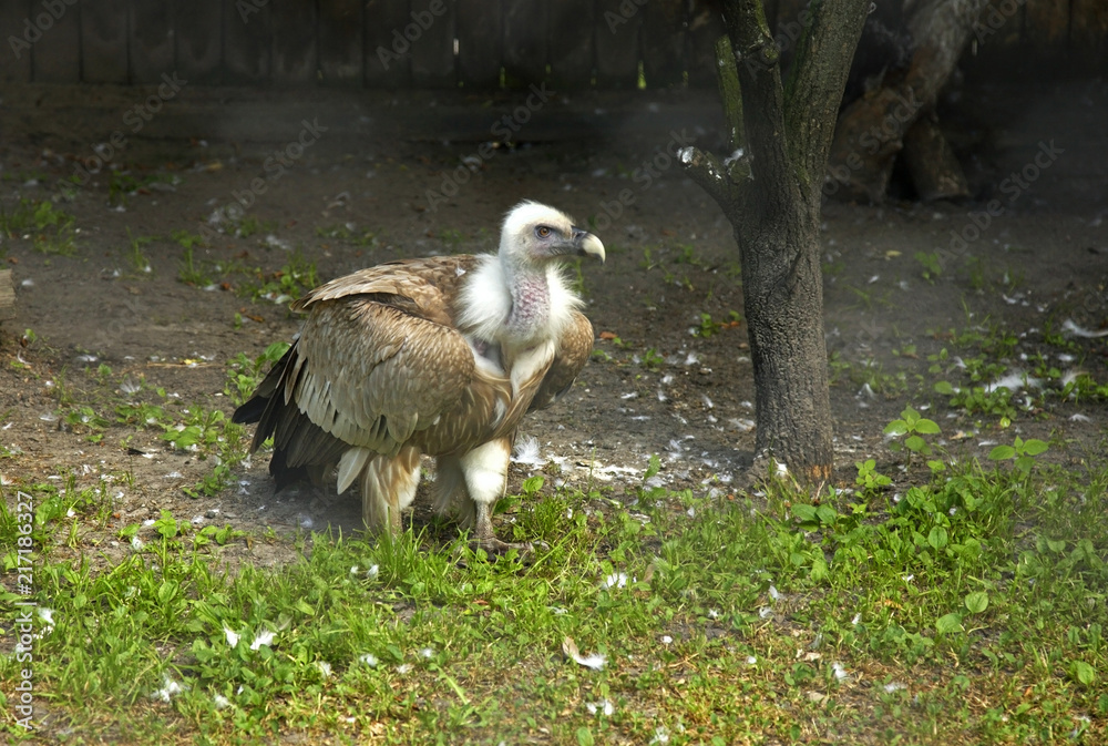 Fototapeta premium White eagle in Zamosc. Poland