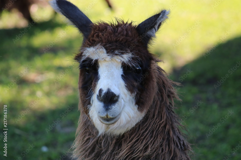 Fototapeta premium Llama