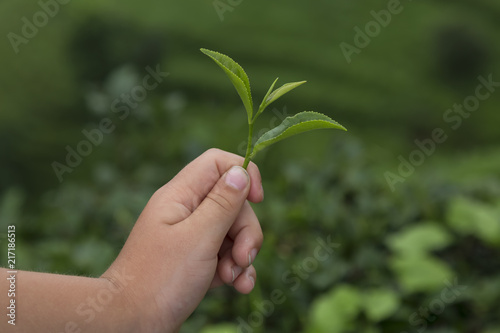Wallpaper Mural fresh tea sprouts in the hand and tea field. Torontodigital.ca
