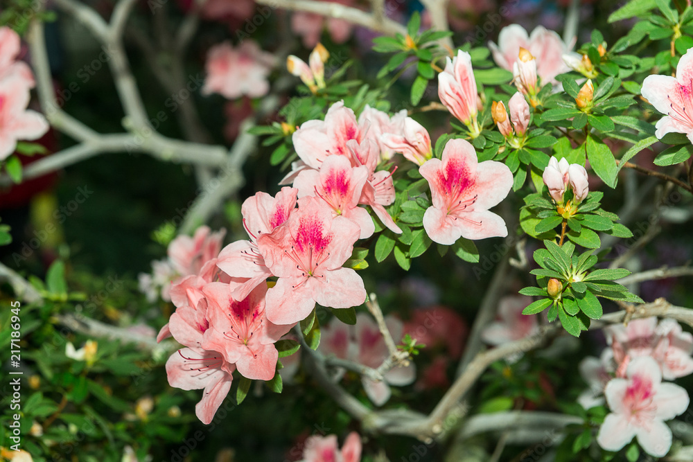 The aroma of flowering azaleas of white, pink, red, bard colors is spread all over the greenhouse. The aroma of flowering azaleas of white, pink, red, bard colors is spread all over the greenhouse.