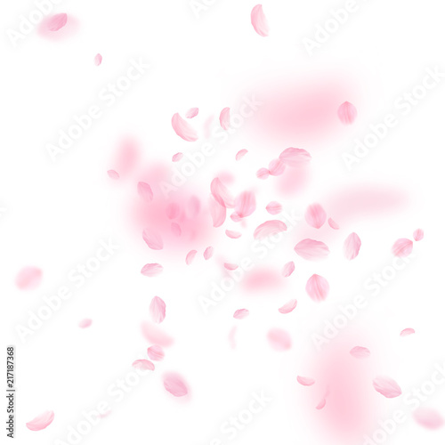 Sakura petals falling down. Romantic pink flowers explosion. Flying petals on white square backgroun
