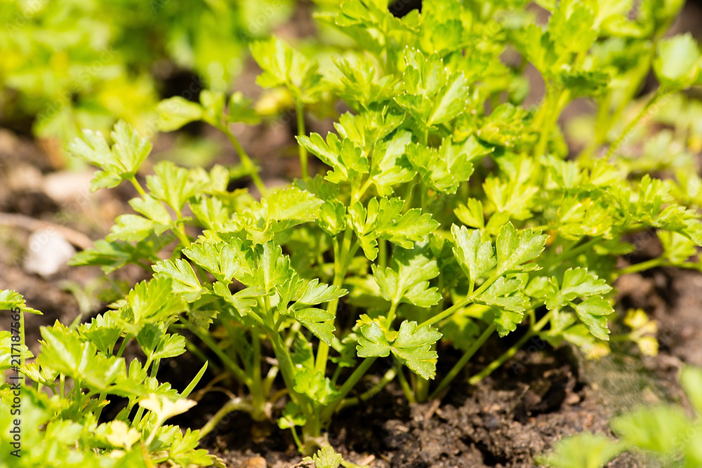 Green parsley in the garden