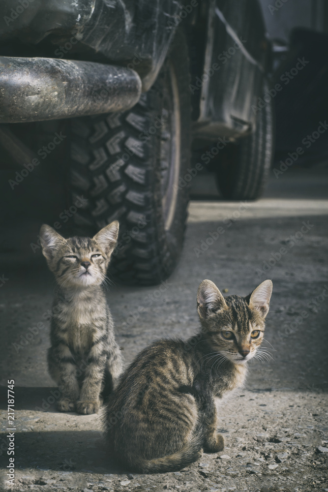 Fototapeta premium Cool Kittens