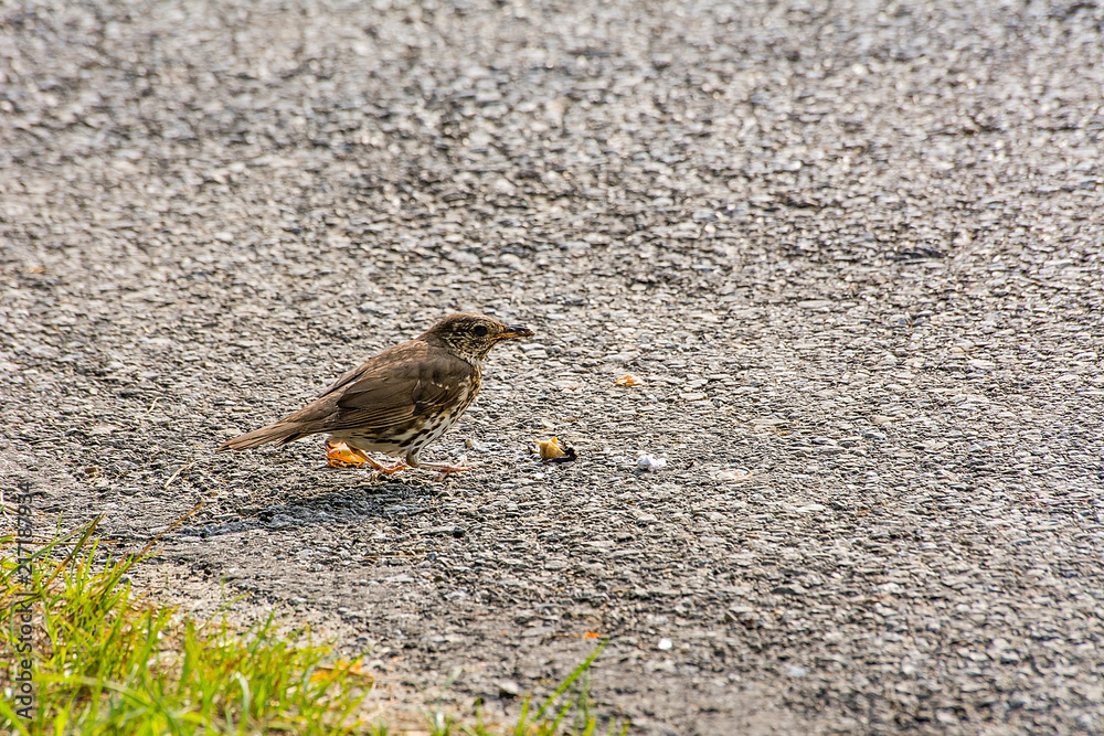 Bird on the road