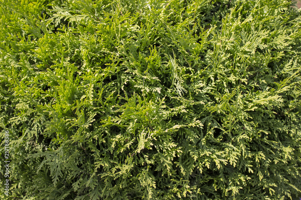 Green thuja bush wallpaper. Background for cards, text, arts, packages.