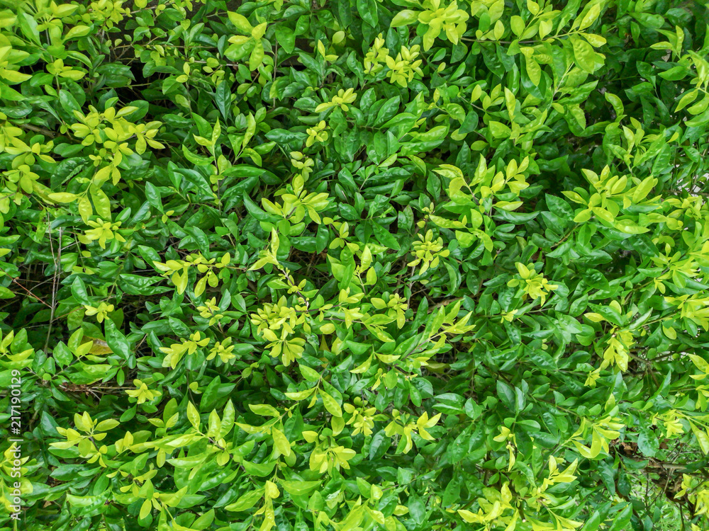 Green fresh natural leaves background Green fresh natural leaves background