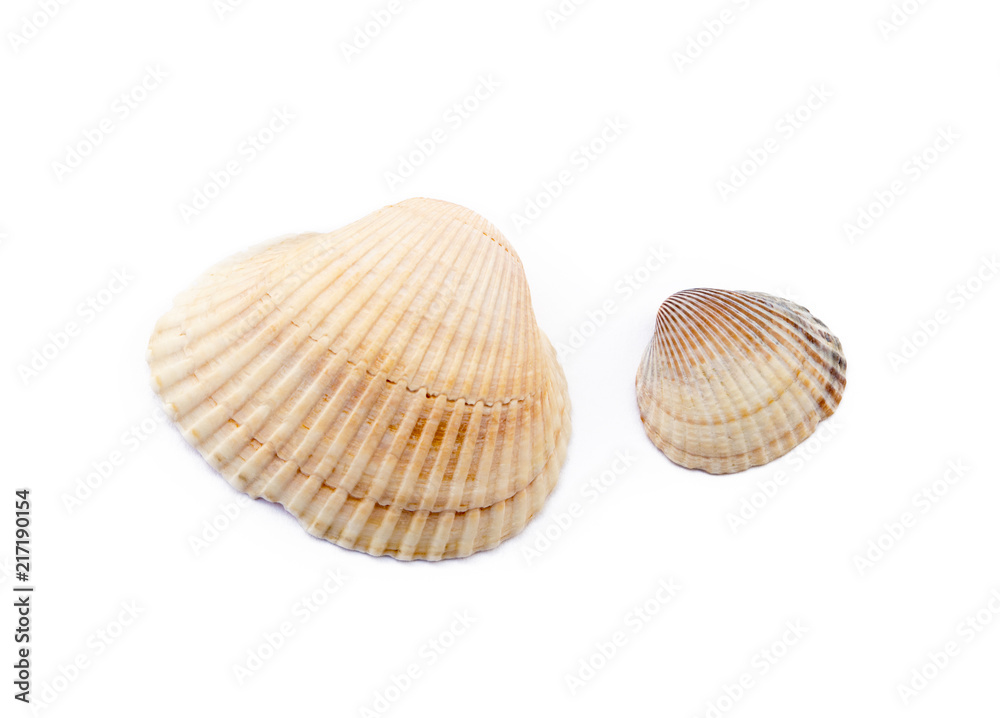 Exotic sea shells isolated on white background Exotic sea shells isolated on white background
