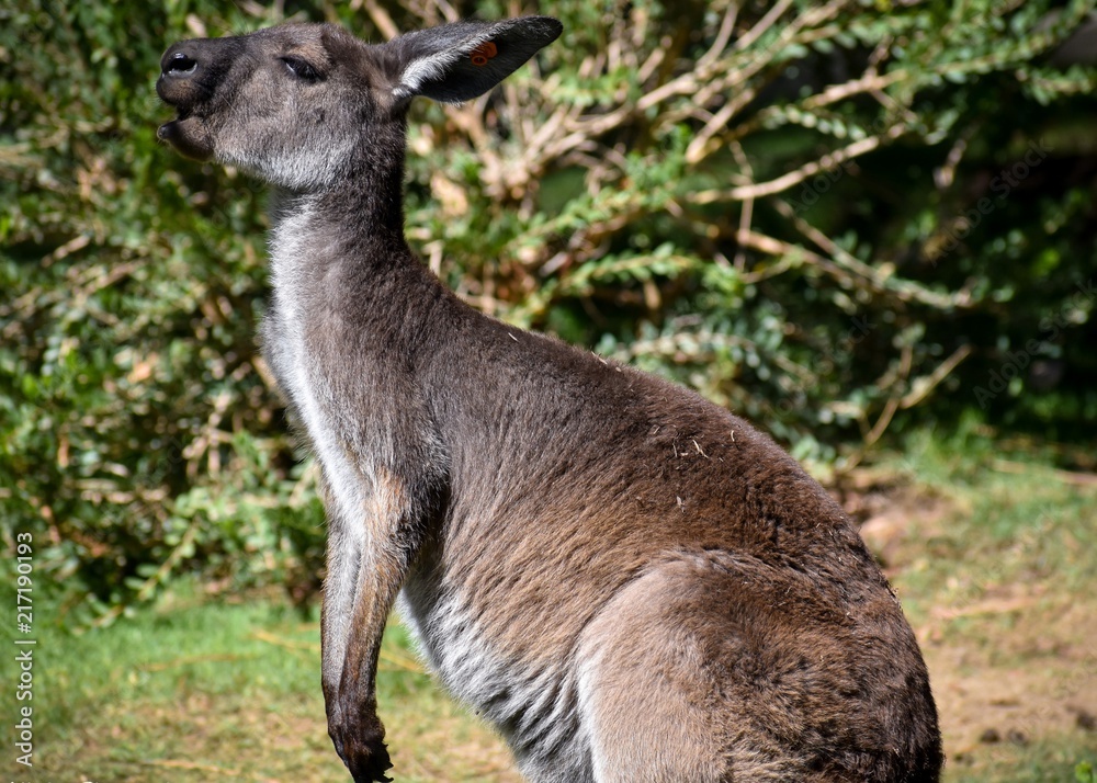 Fototapeta premium Hungry Kangaroo