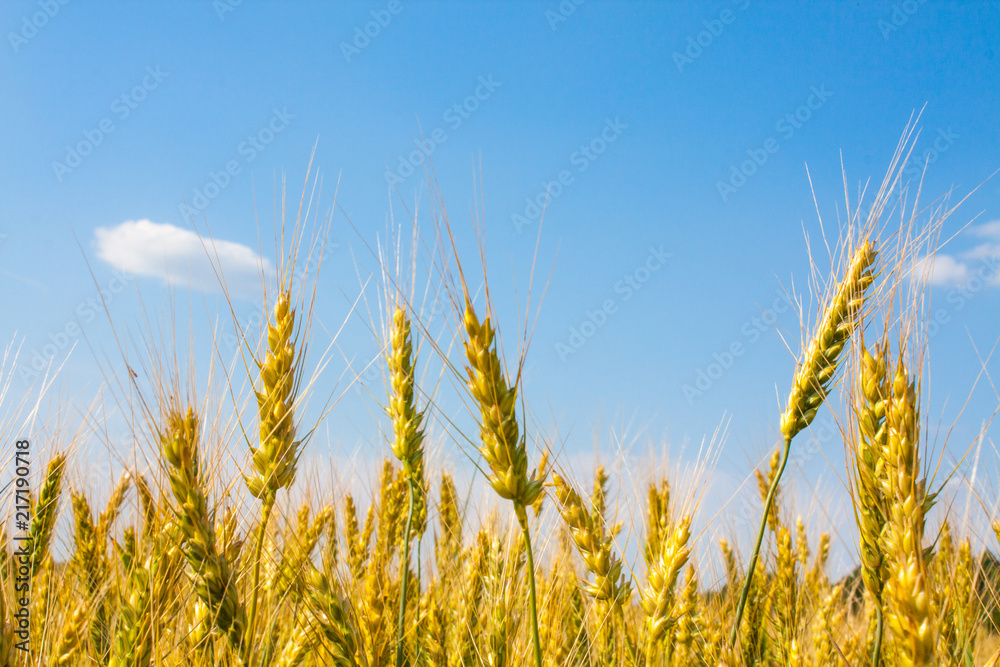 Obraz premium Wheat plants close up, wheat herbs growing in the field