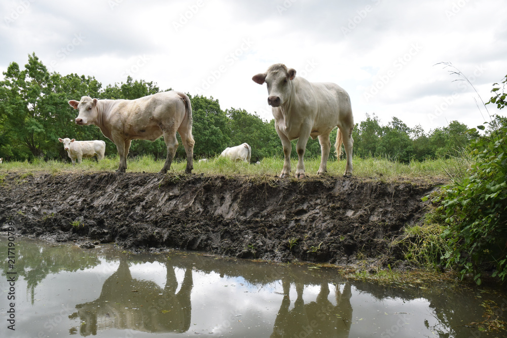 Fototapeta premium Vaches au pré dans le marais poitevin à Maillezais, Vendée, Pays de la Loire.