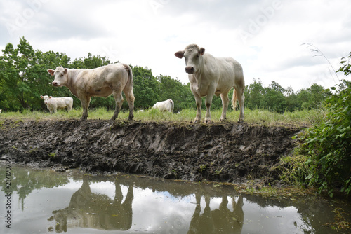 Fototapeta Naklejka Na Ścianę i Meble -  Vaches au pré dans le marais poitevin à Maillezais, Vendée, Pays de la Loire.