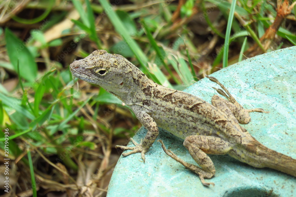 Brown anole (Anolis sagrei) reptile sunbathing in Moir Gardens, Kauai, Hawaii Brown anole (Anolis sagrei) reptile sunbathing in Moir Gardens, Kauai, Hawaii