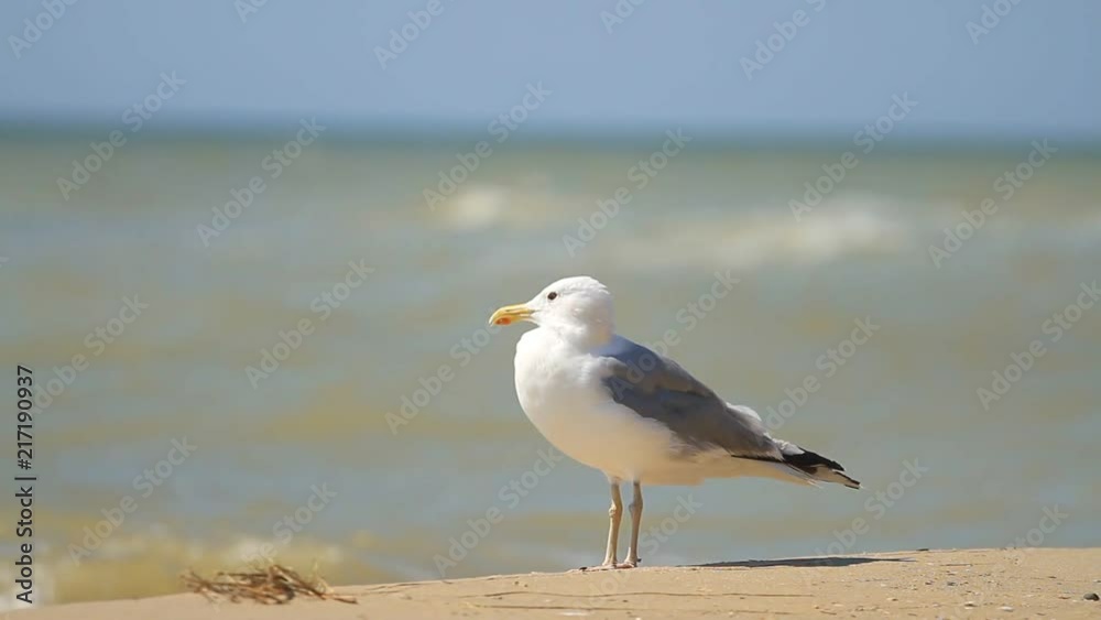 Seagull stands on the sand against the sea Seagull stands on the sand against the sea
