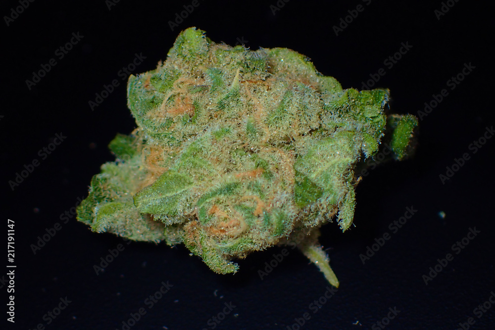 Obraz premium Close up macro shot of cannabis buds covered in thc crystals.