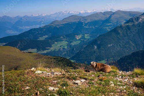 Marmot in the Dolomites