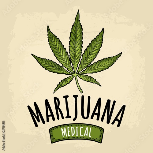 Marijuana leaf. Vintage black vector engraving illustration