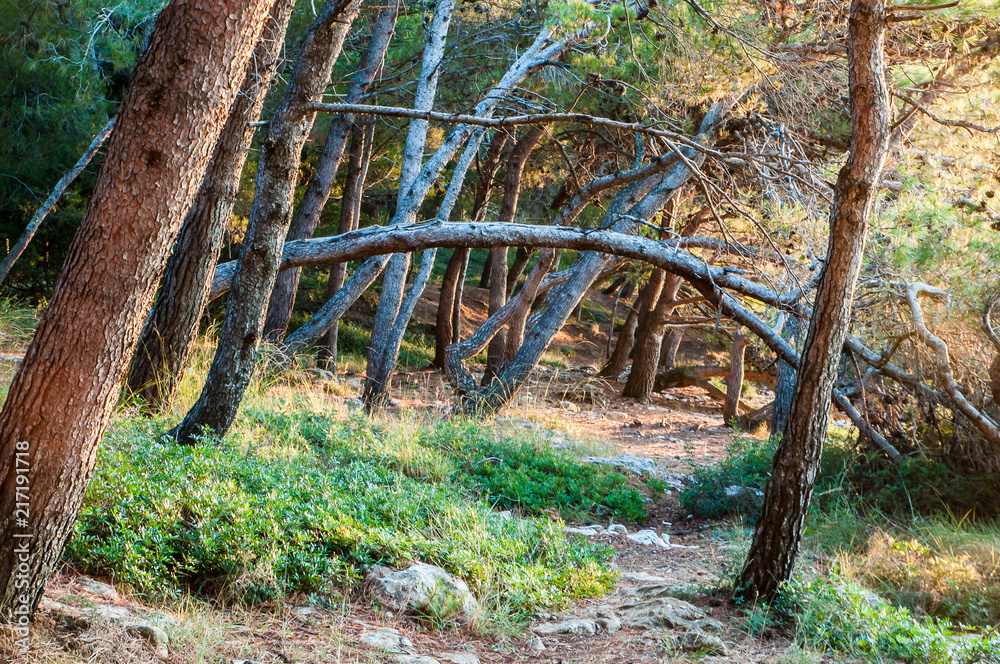 Φωτογραφία Banjole, Istria, Croatia - Pinian forest at shore of beautiful bay at sunrise