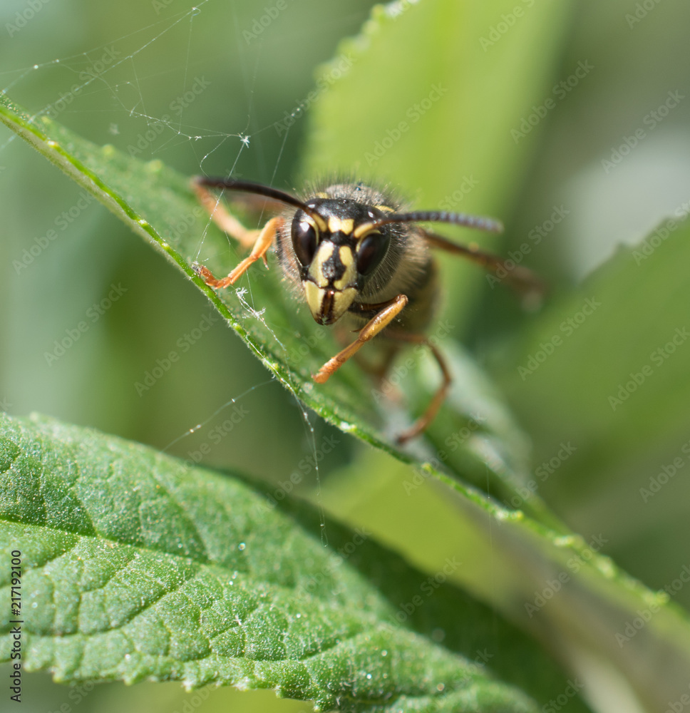 Close up of a wasp Close up of a wasp