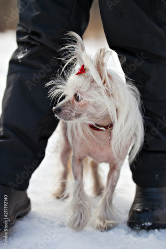 Chinese Crested Hairless dog hiding in the feet of his owner