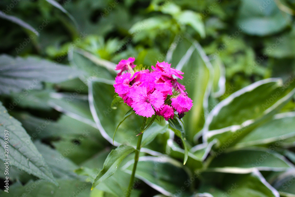 Blooming violet flower close up, colorful and vivid plant, natural background. Blooming violet flower close up, colorful and vivid plant, natural background.