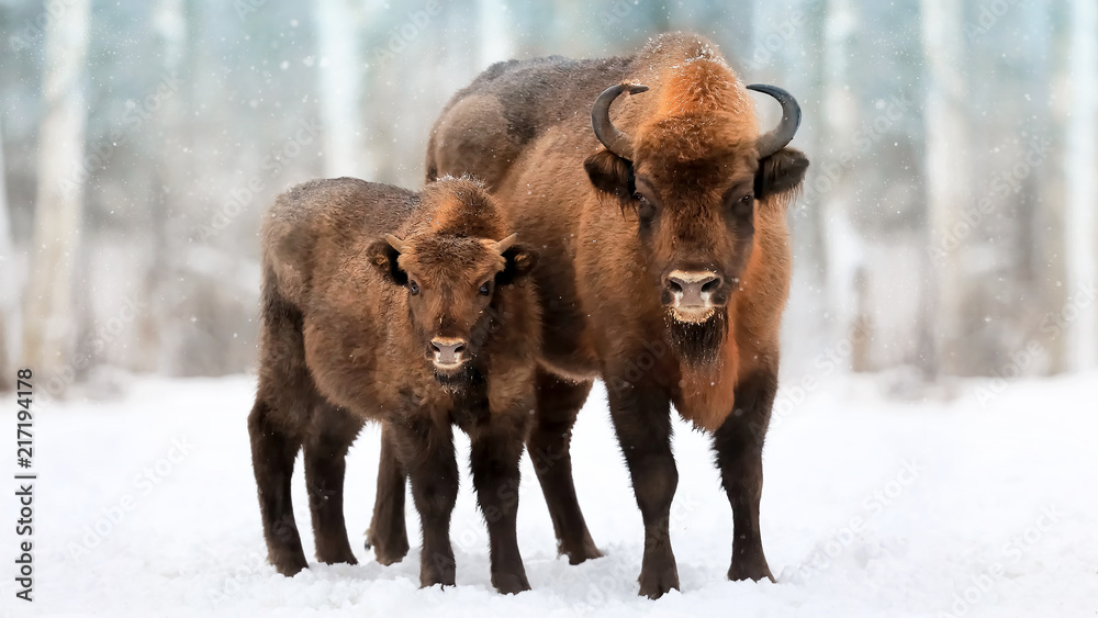 Family of European bison in a snowy forest. Natural winter christmas image. Family of European bison in a snowy forest. Natural winter christmas image.
