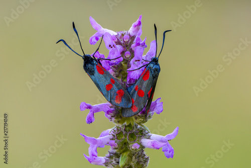 A pair of butterflies zygaena filipendulae