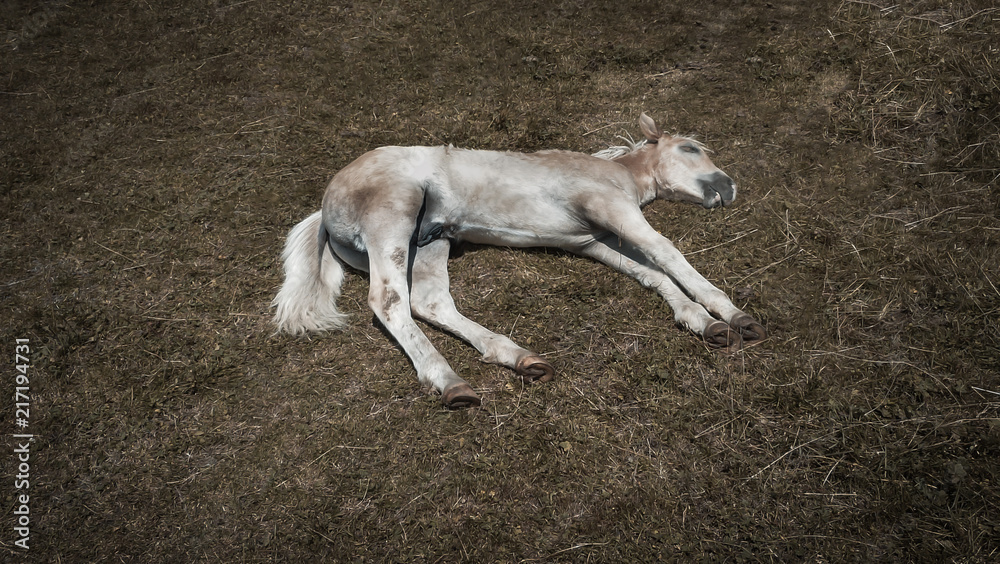 A dying horse. Dry summer. Thirst