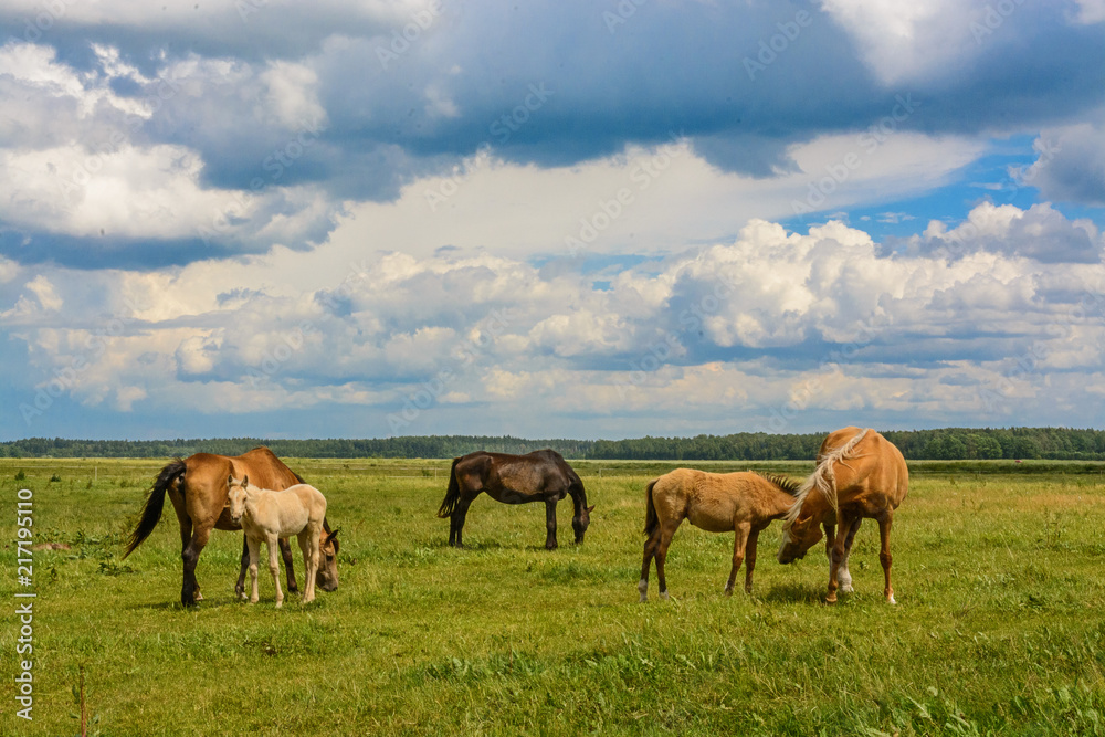 a herd of horses on a farm field