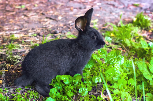 Wild animals in nature, black rabbit on the grass photo