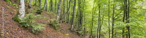 panorama of forest with green leaves in Ukraine