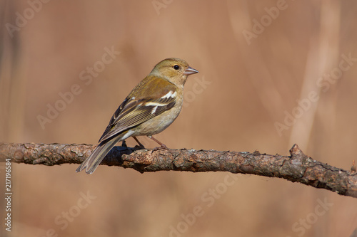 Chaffinch flew from wintering in the south and sits on a branch of larch.