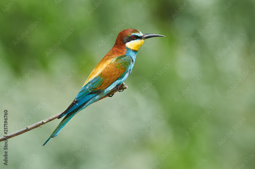 Bee-eater sits on a branch during the breeding season in the natural habitat.