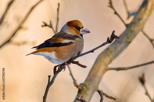 Hawfinch sits on a branch of a wild apple tree in its natural habitat.