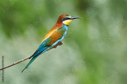 Bee-eater sits on a branch during the breeding season in the natural habitat.