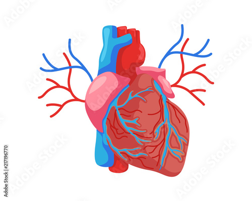 Healthy Heart Internal Human Organ Illustration