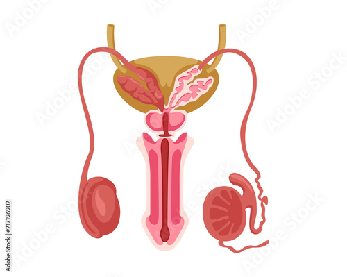 Healthy Male Reproductive Internal Human Organ Illustration In Isolated White Background