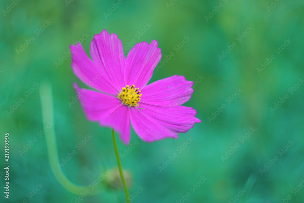 Pink flower on green background. Head of flower close-up. Pink flower on green background. Head of flower close-up.