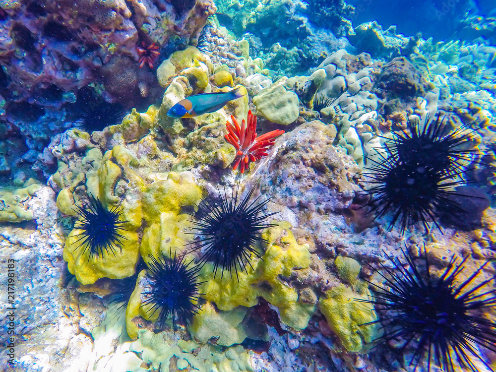 Obraz premium Underwater life