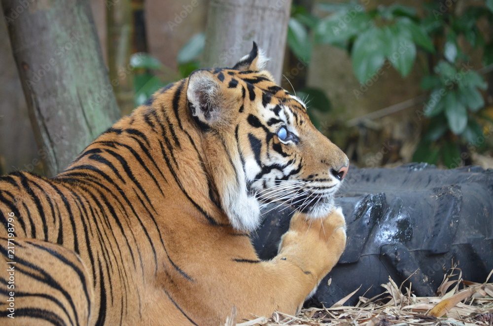 Obraz premium tiger blue eyes