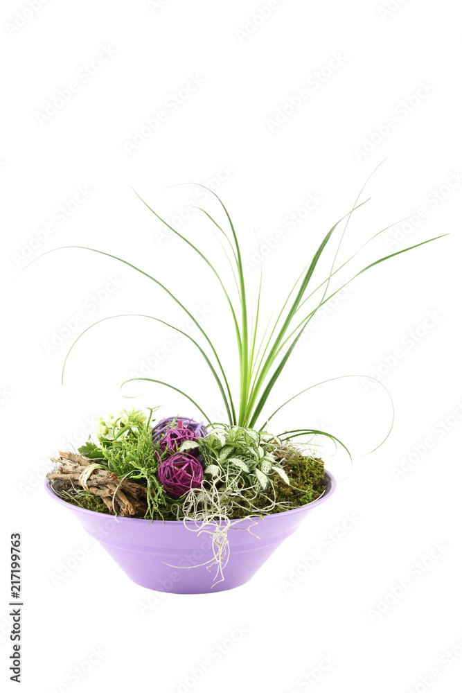 Close up of beautiful compositions of flowers and plants. Isolated on white background Close up of beautiful compositions of flowers and plants. Isolated on white background