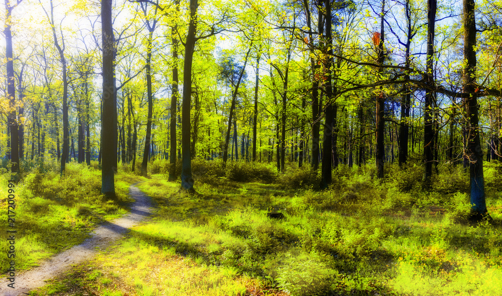 Fototapeta premium Forest in spring with a bright sun shining through the branches of trees
