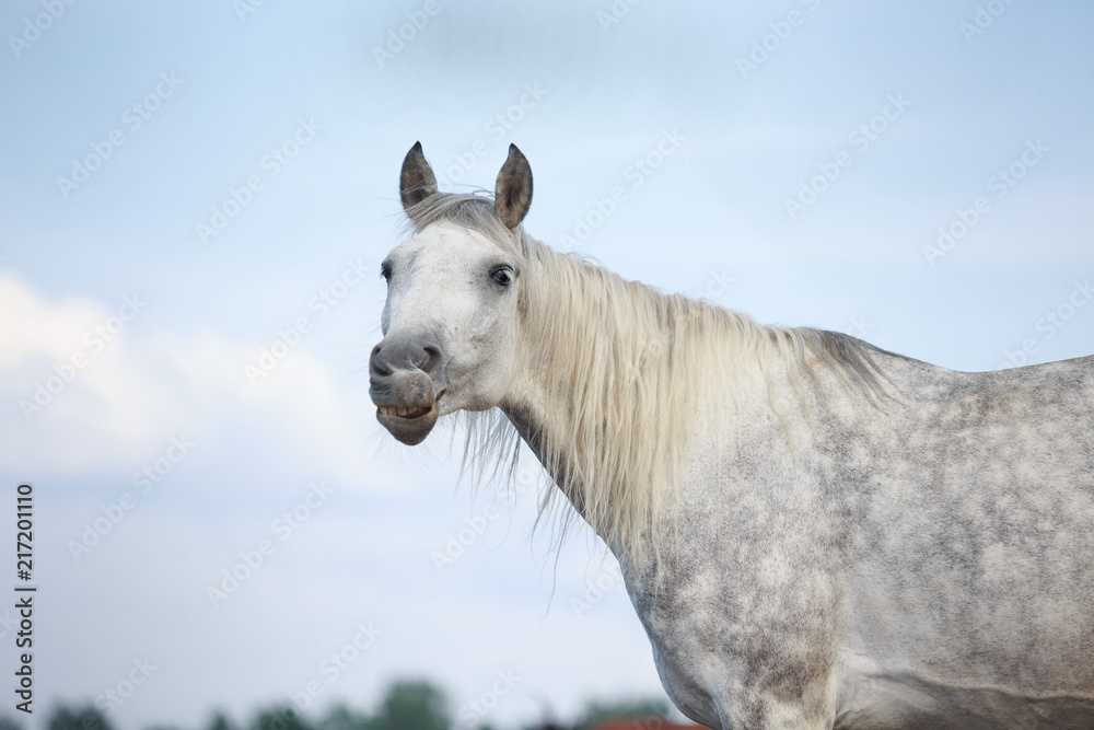 Fototapeta premium orlov mare