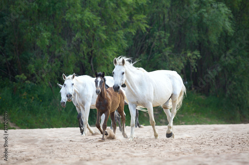 orlov mares at the riverside