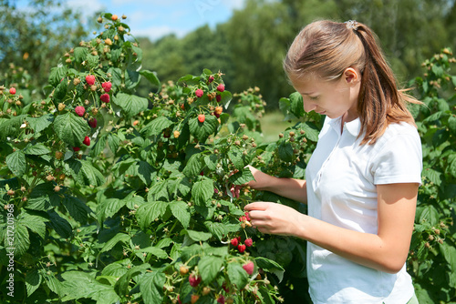 Young girl gardener in white T-shirt gather a harvest raspberry on summer day