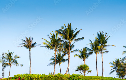 Coconut palm trees growing in tree farm  Bali  Indonesia.