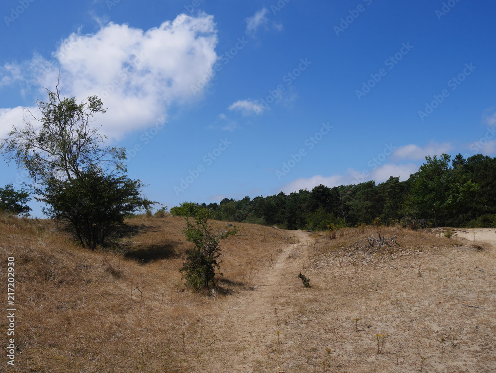 Fototapeta premium Nature reserve Amsterdamse Waterleiding Duinen, The Netherlands