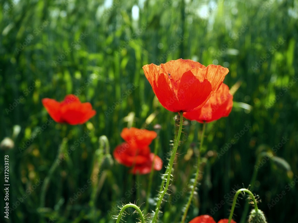 Obraz premium Poppy flower field