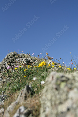 Pink and yellow wildflowers growing on the coastal rocks in Scotland, with blue skies overhead photo