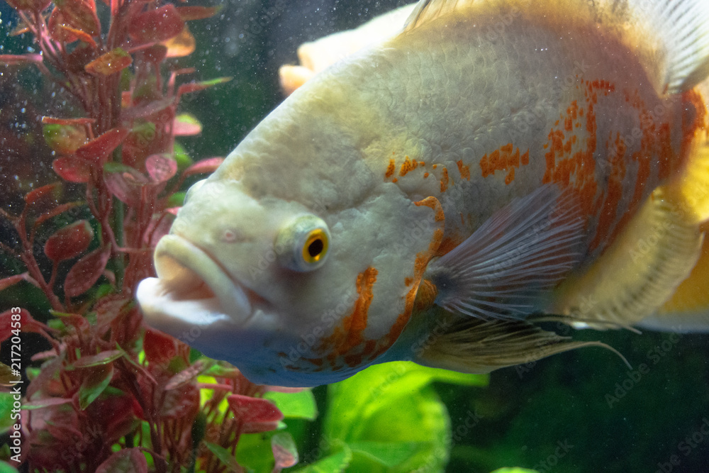Cichlid fish swimming in fish tank Cichlid fish swimming in fish tank