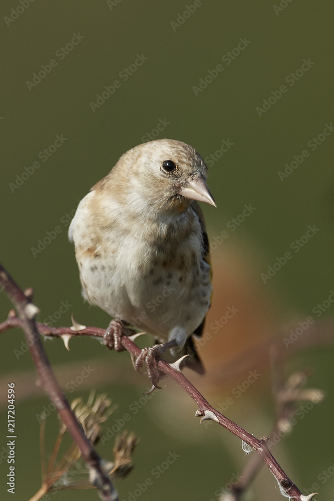 Fototapeta premium European goldfinch (Carduelis carduelis)